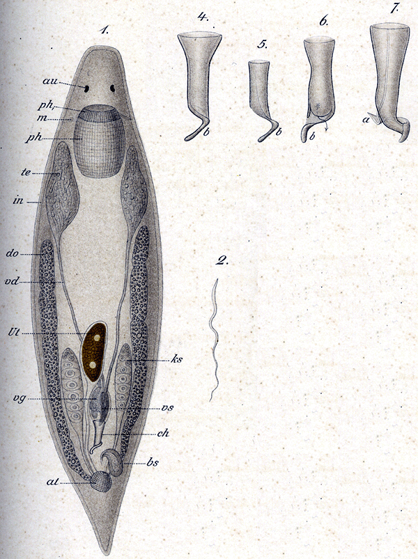 Fig Vortex balticus