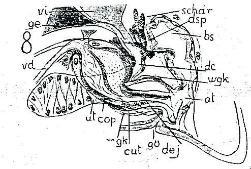 Fig Vortex balticus
