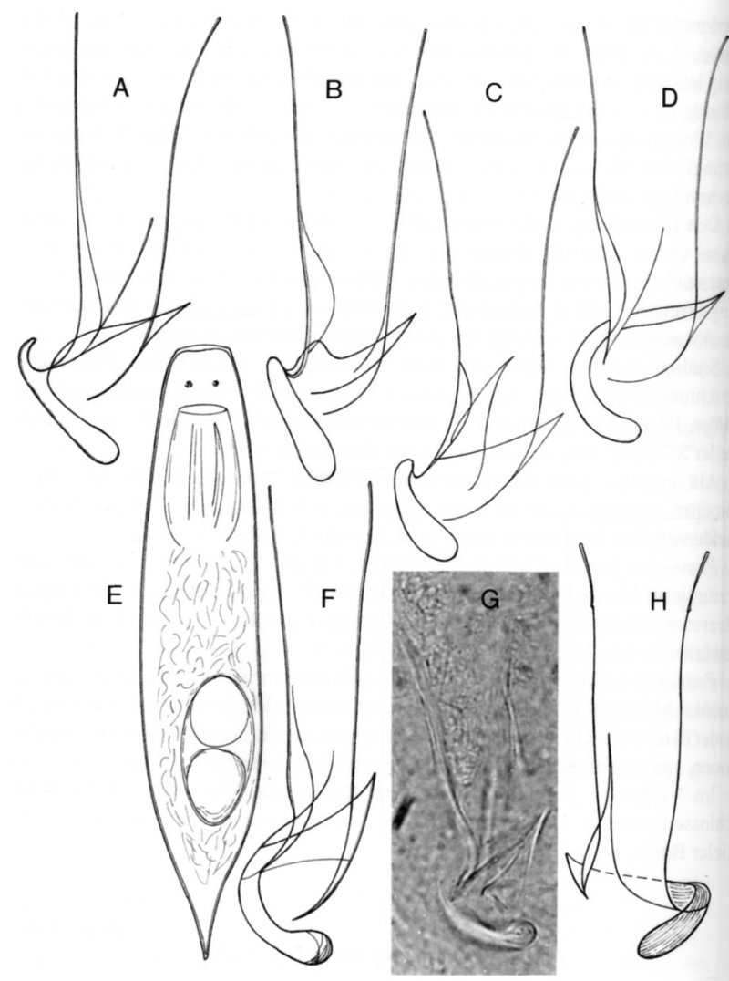 Fig Vortex balticus