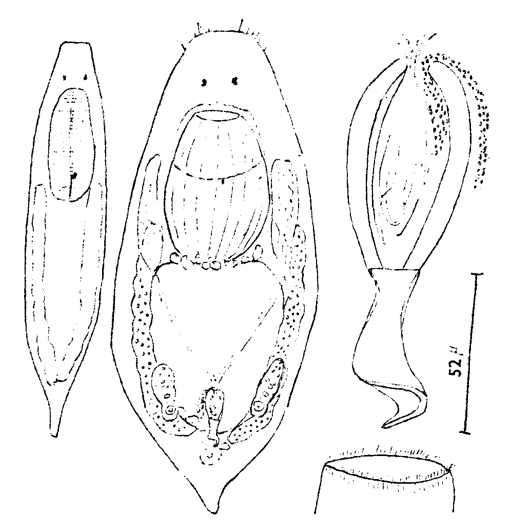 Fig Provortex karlingi