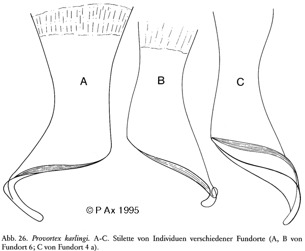 Fig Provortex karlingi