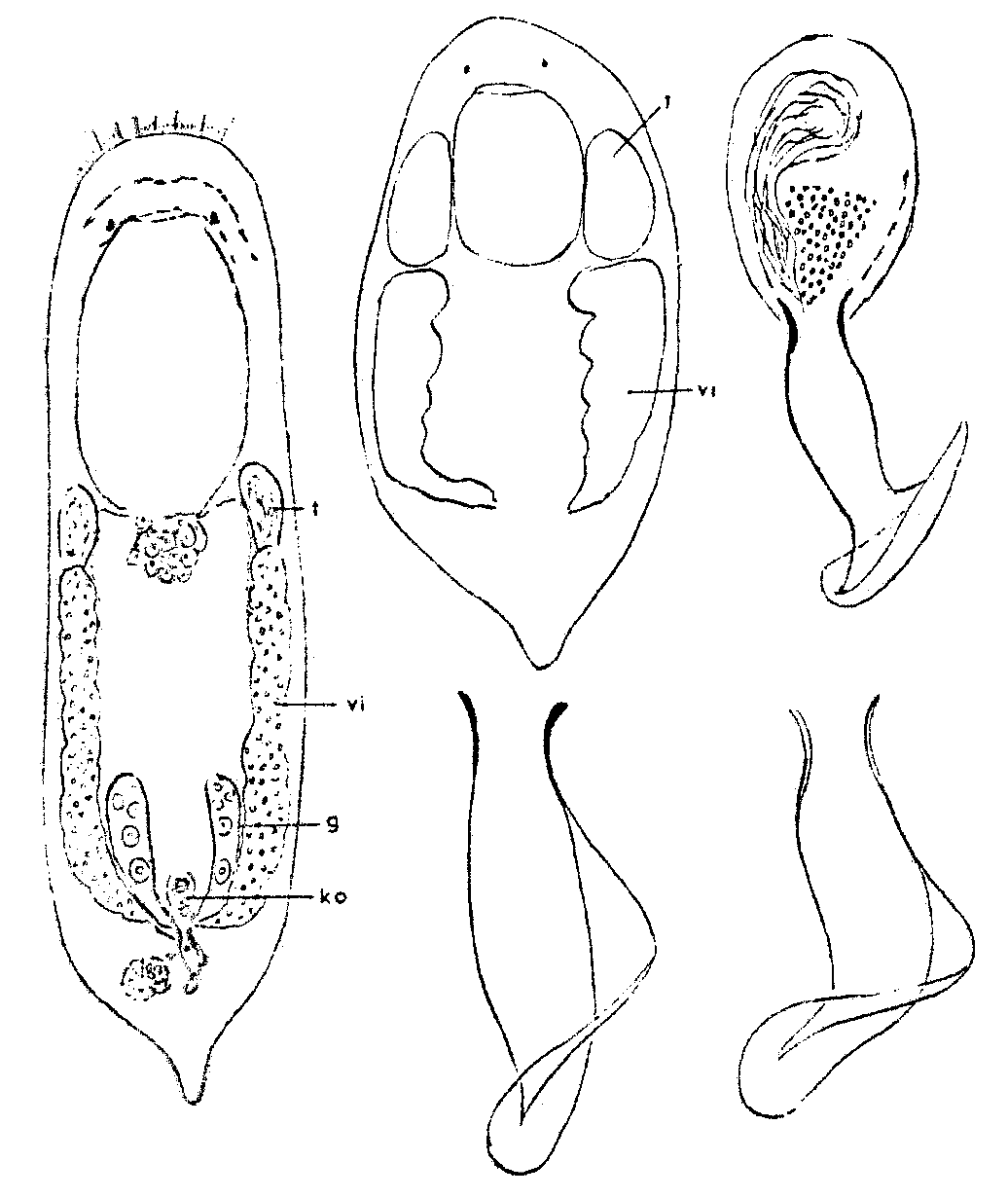 Fig Provortex pallidus