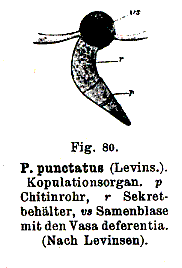 Fig Provortex punctatus