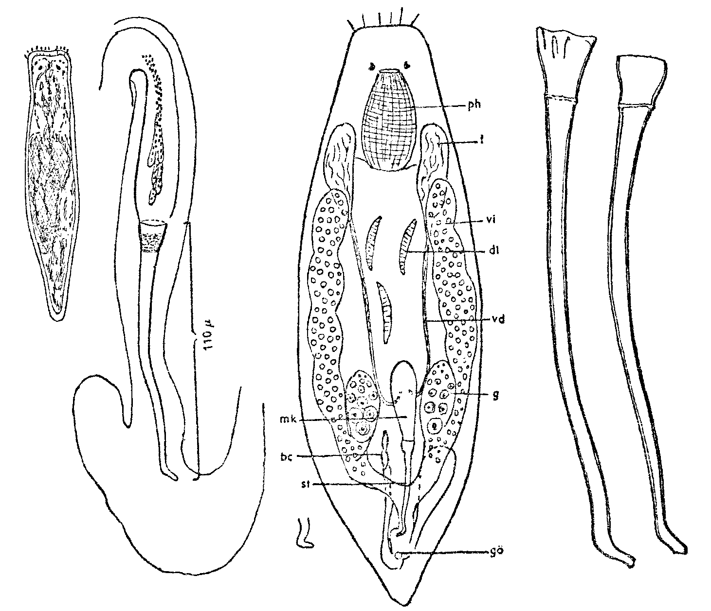 Fig Provortex tubiferus