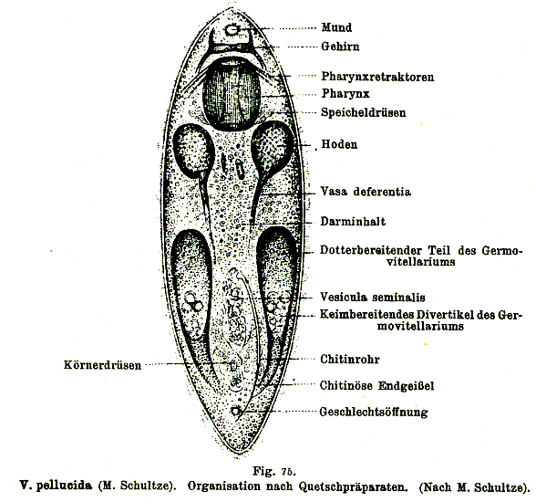 Fig Vejdovskya pellucida