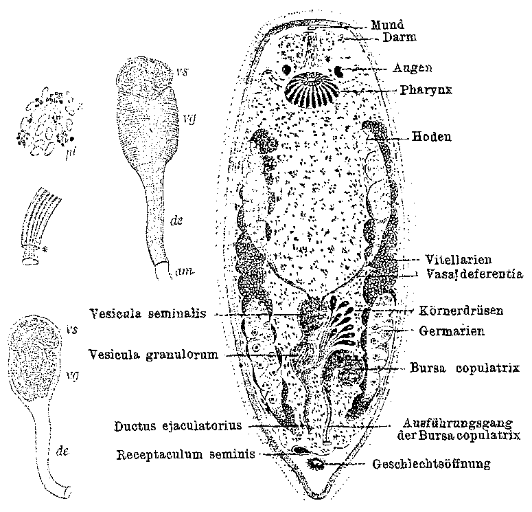Fig Promesostoma murmanica