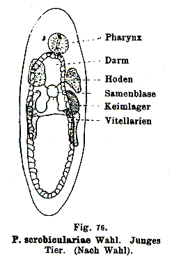 Fig Paravortex scrobiculariae