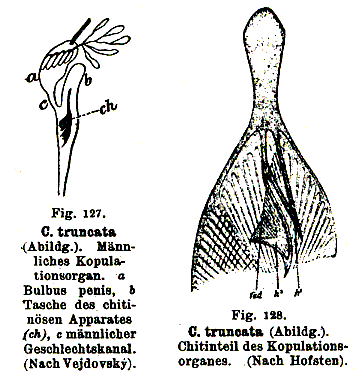 Fig Castrella (Castrella) truncata
