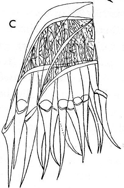 Fig Gieysztoria rubra intermedia