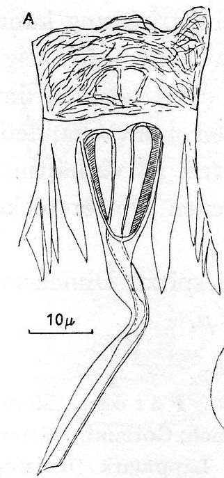 Fig Gieysztoria infundibuliformis