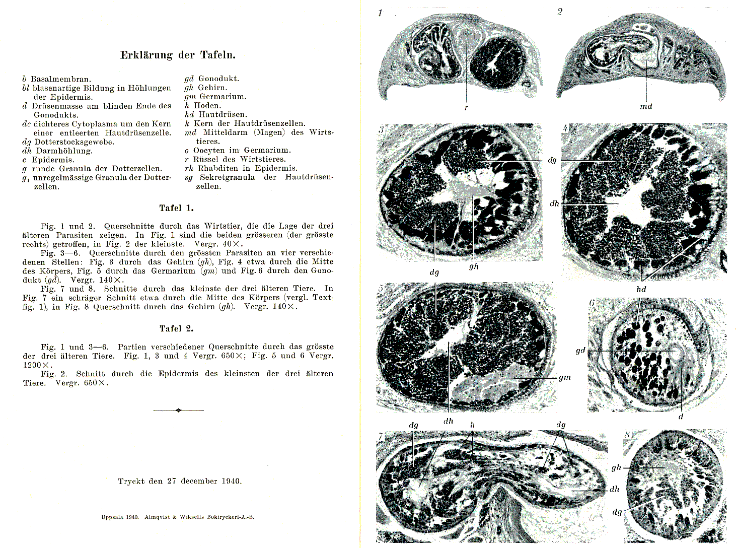 Fig Glanduloderma myzostomatis