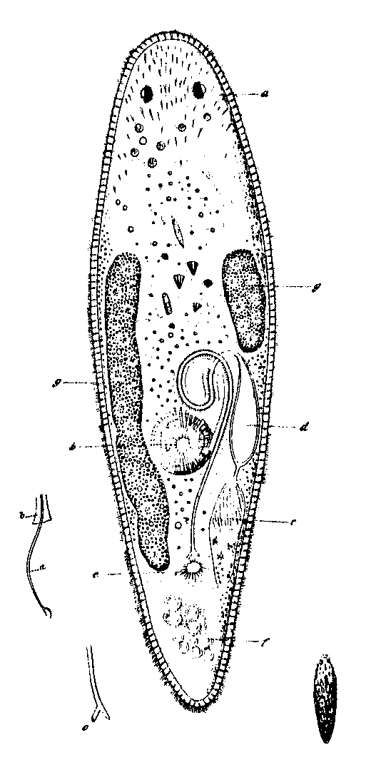 Fig Promesostoma marmoratum