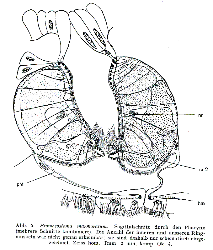 Fig Promesostoma marmoratum