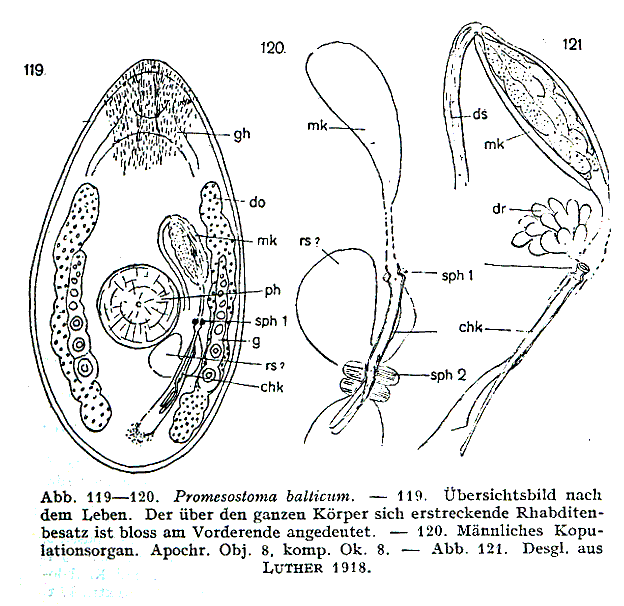 Fig Promesostoma balticum