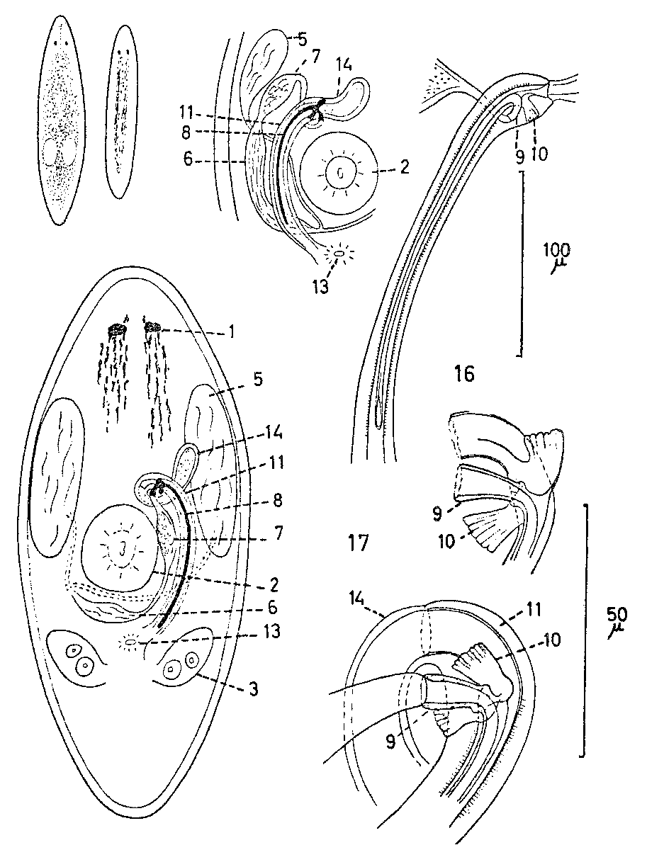 Fig Promesostoma dipterostylum