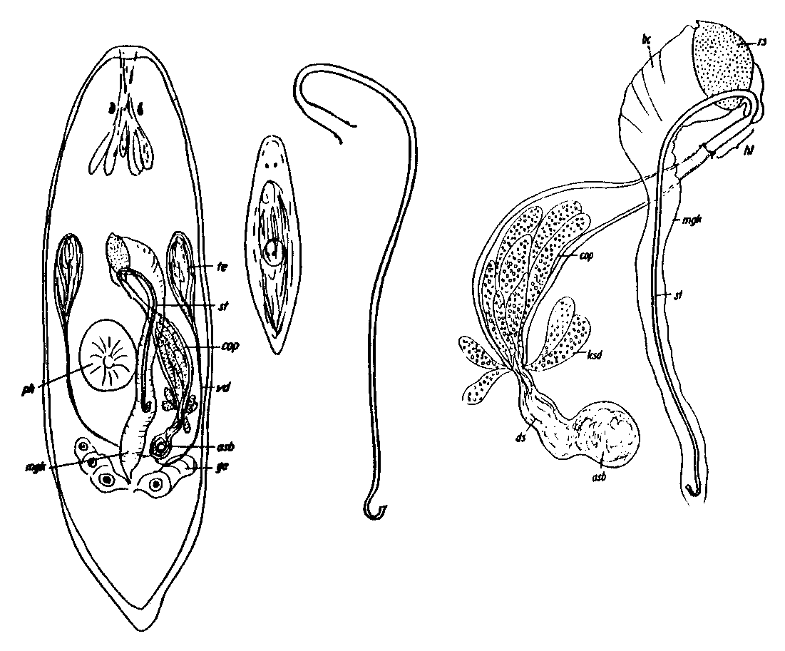 Fig Promesostoma ensifer