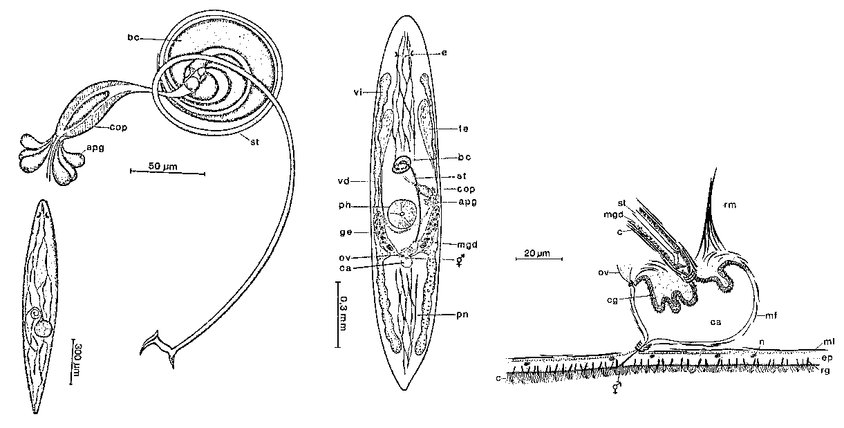 Fig Promesostoma ericae