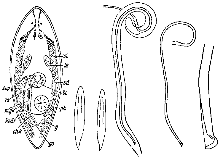 Fig Promesostoma gracilis