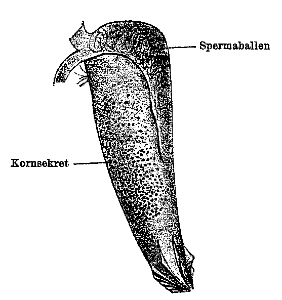 Fig Promesostoma lenticulatum