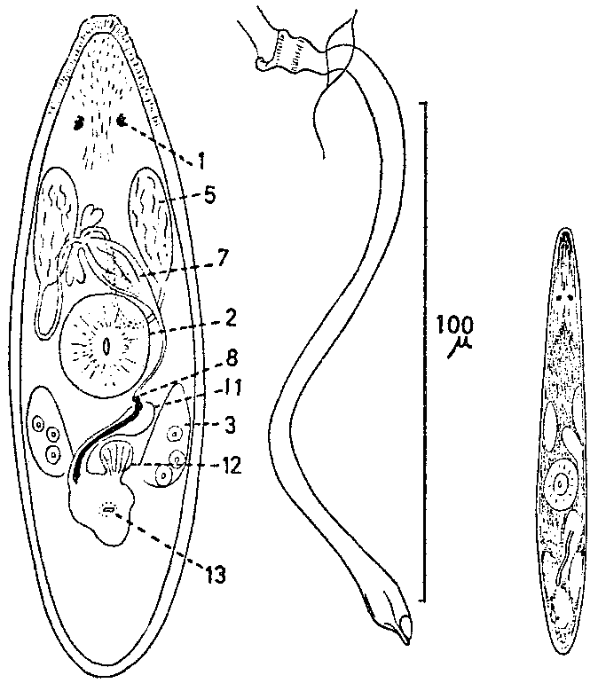 Fig Promesostoma norvegicum