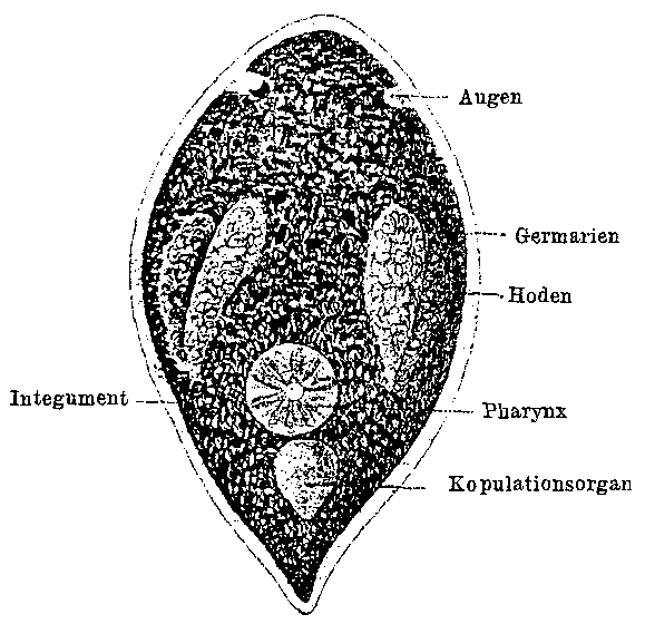 Fig Promesostoma ovoideum