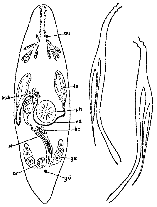 Fig Promesostoma paracochleare