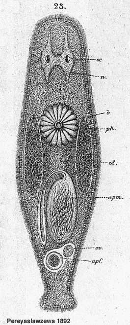 Fig Promesostoma pedicellatum