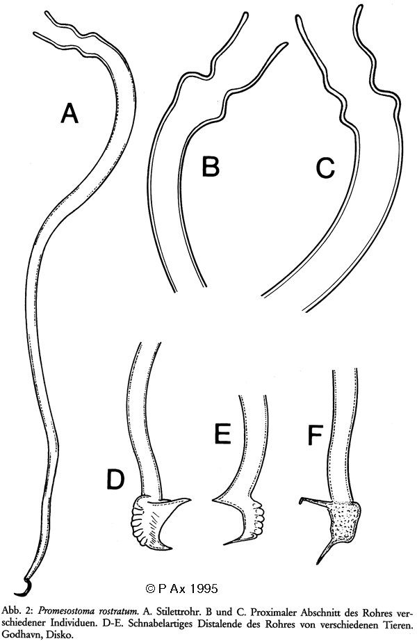 Fig Promesostoma rostratum