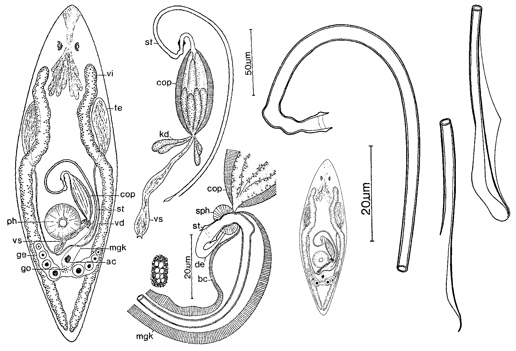 Fig Promesostoma sartagine