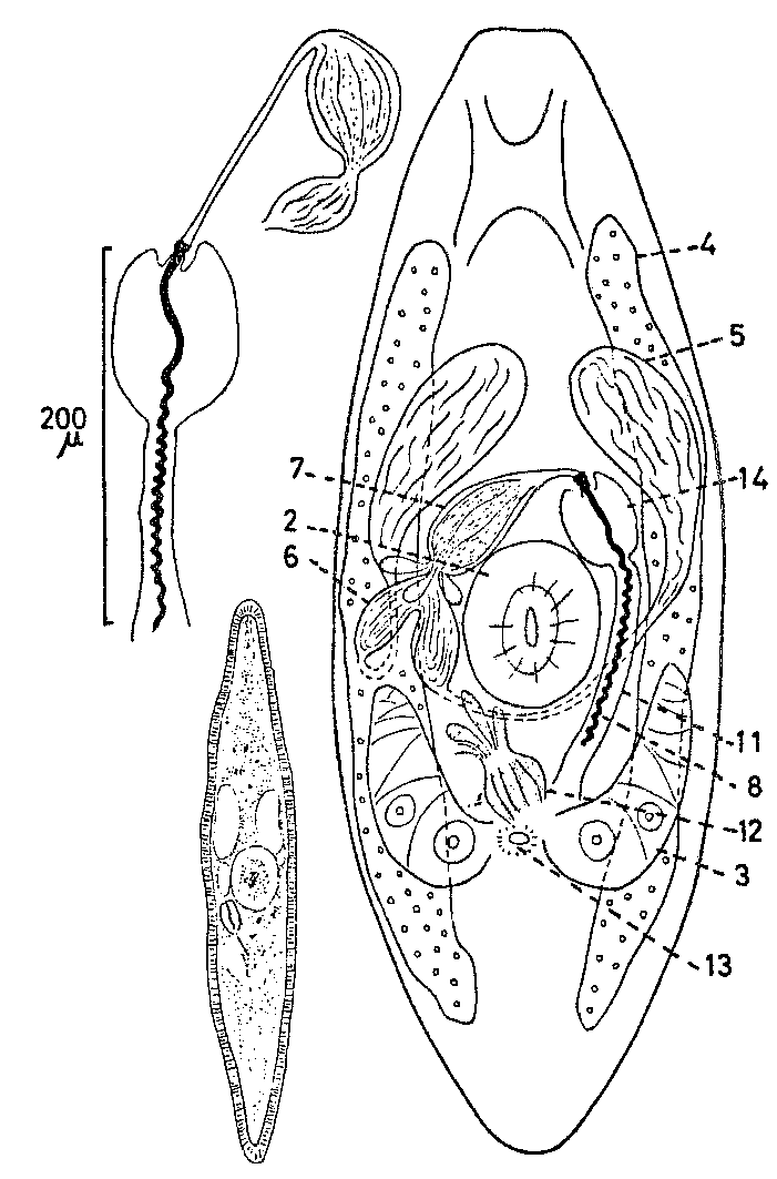 Fig Promesostoma spiriferum