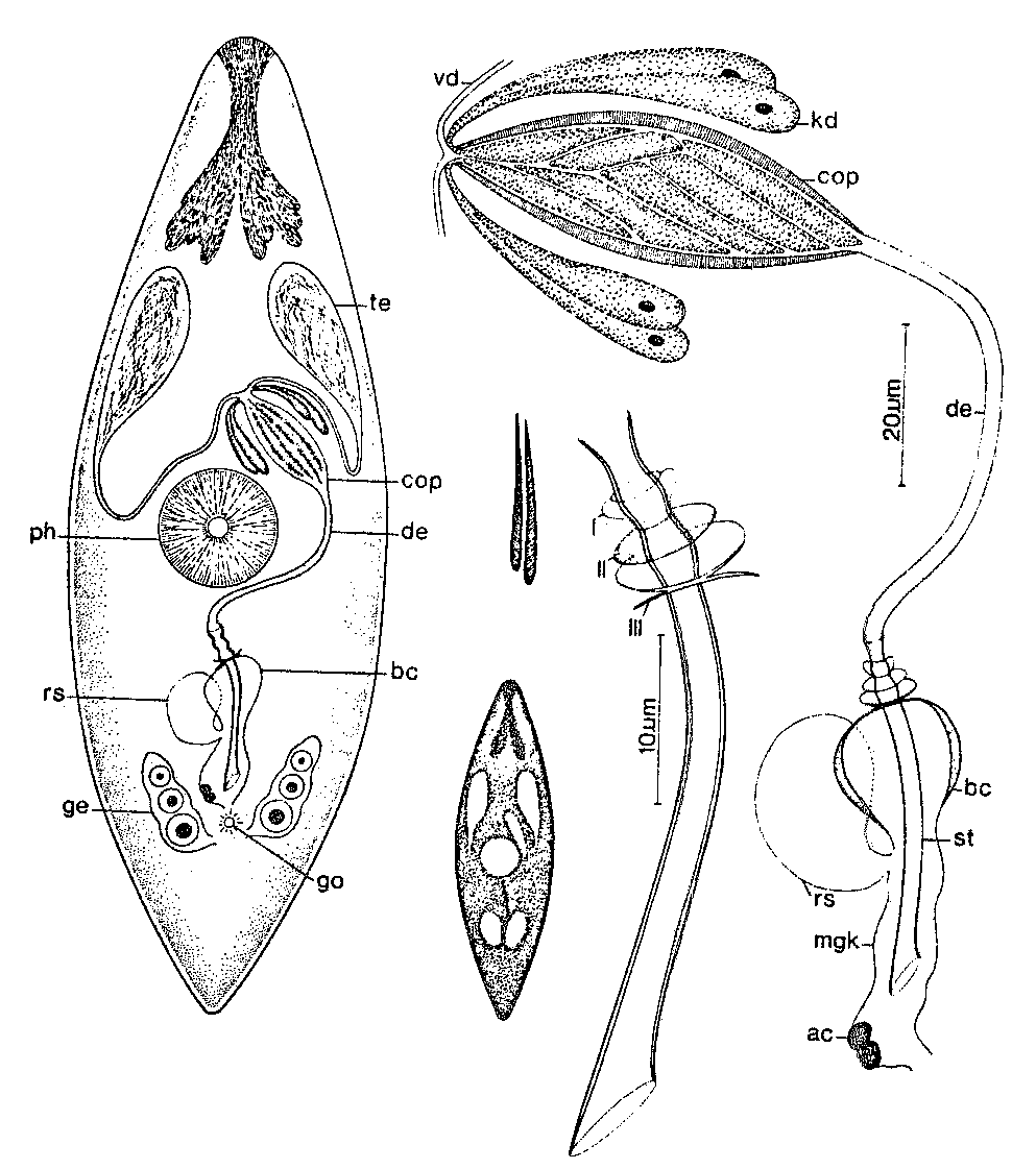 Fig Promesostoma tenebrosum