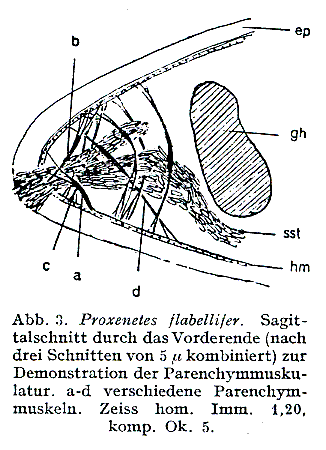 Fig Proxenetes flabellifer