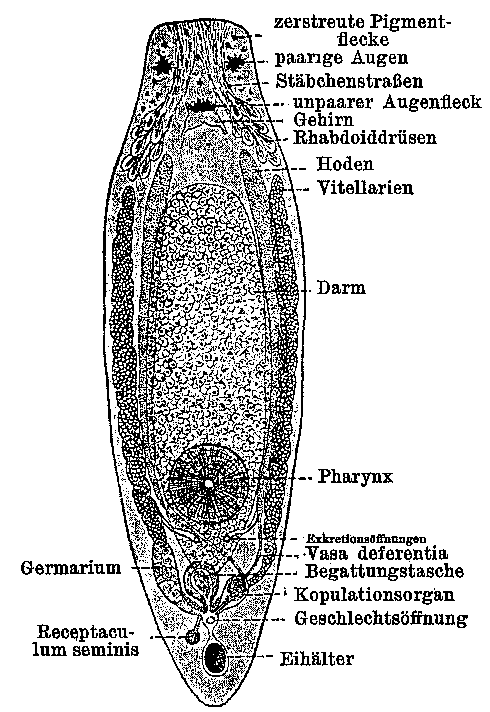 Fig Mesostoma truncatum