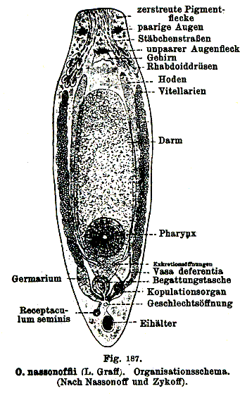 Fig Mesostoma truncatum
