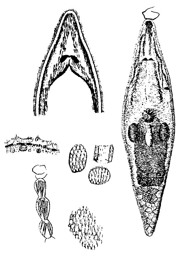 Fig Rhynchomesostoma rostratum