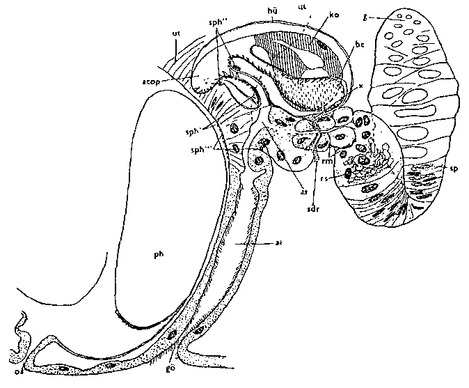 Fig Rhynchomesostoma rostratum