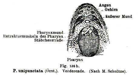 Fig Phaenocora unipunctata