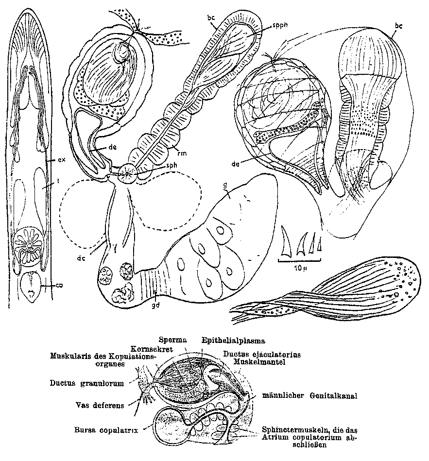 Fig Castrada (Castrada) lanceola
