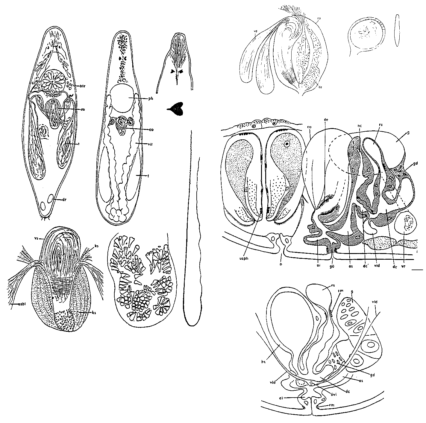 Fig Strongylostoma elongatum spinosum