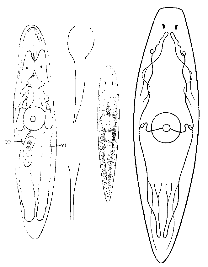 Fig Styloplanella strongylostomoides