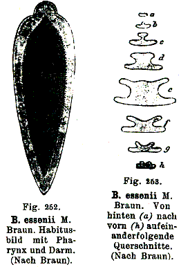 Fig Bothromesostoma lineatum