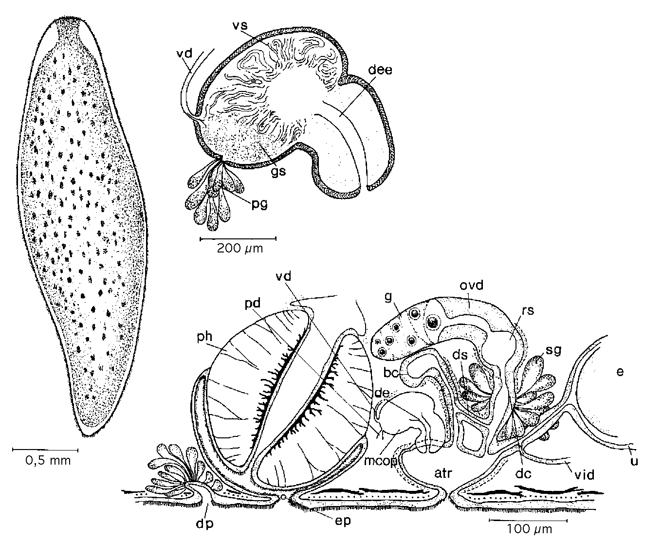 Fig Bothromesostoma evelinae