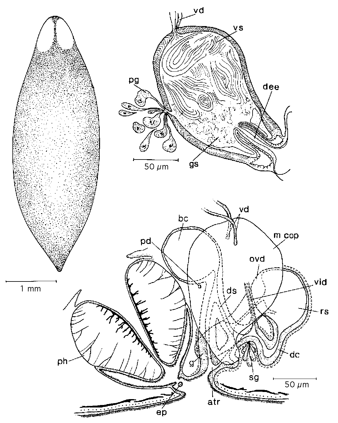 Fig Bothromesostoma lineatum