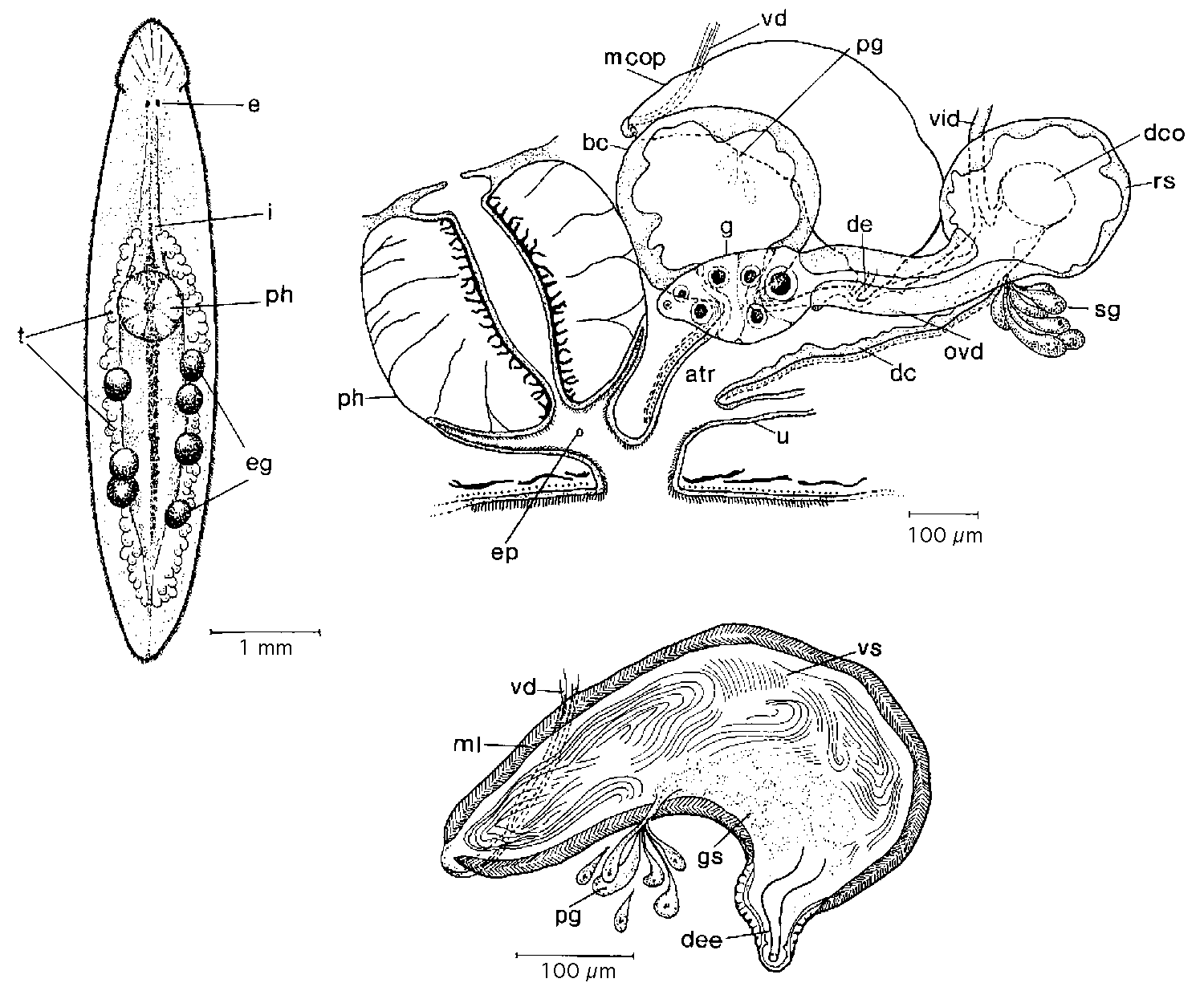 Fig Mesostoma africanum