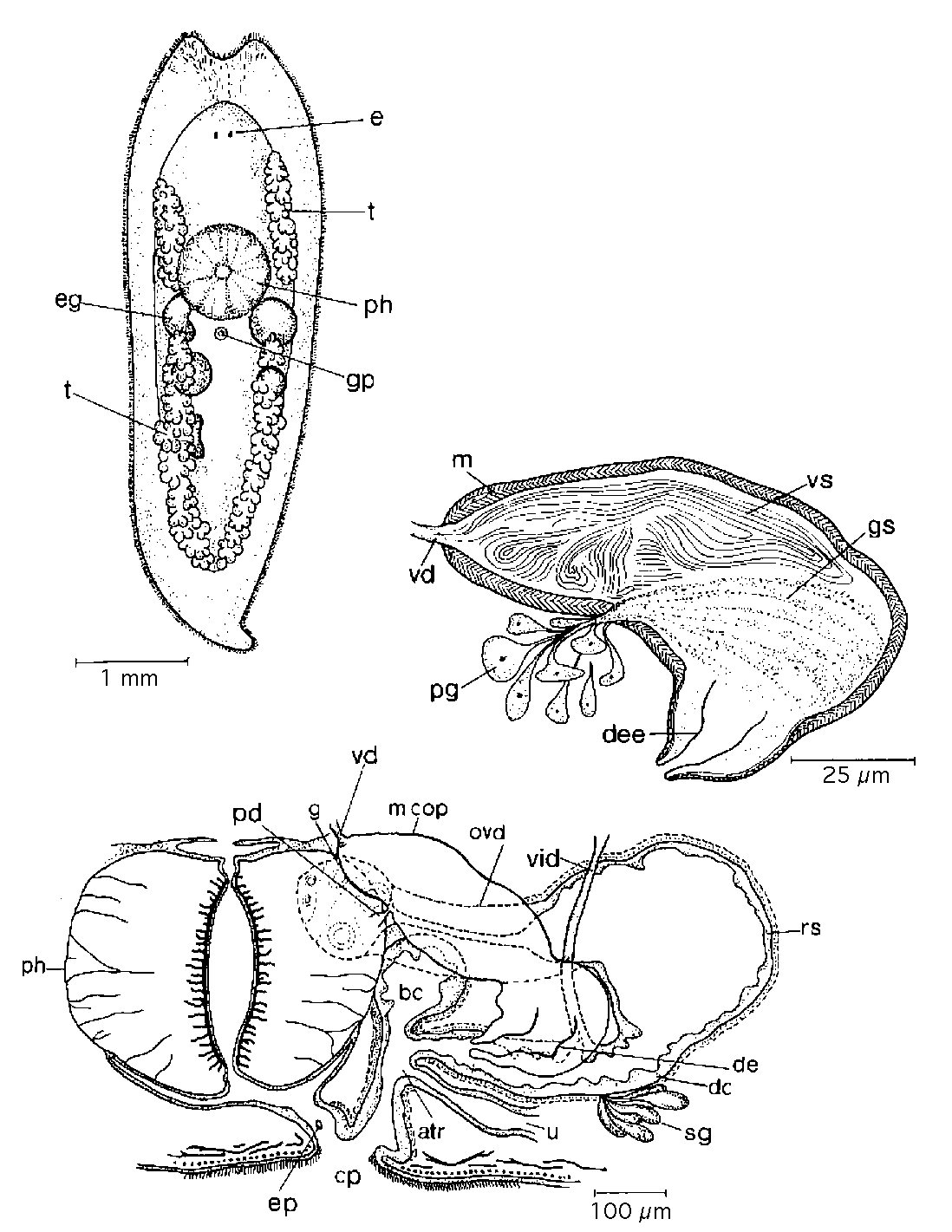 Fig Mesostoma arcticum