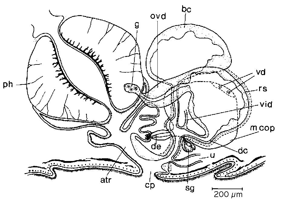 Fig Mesostoma canum