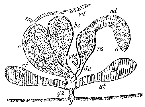 Fig Mesostoma chusholense
