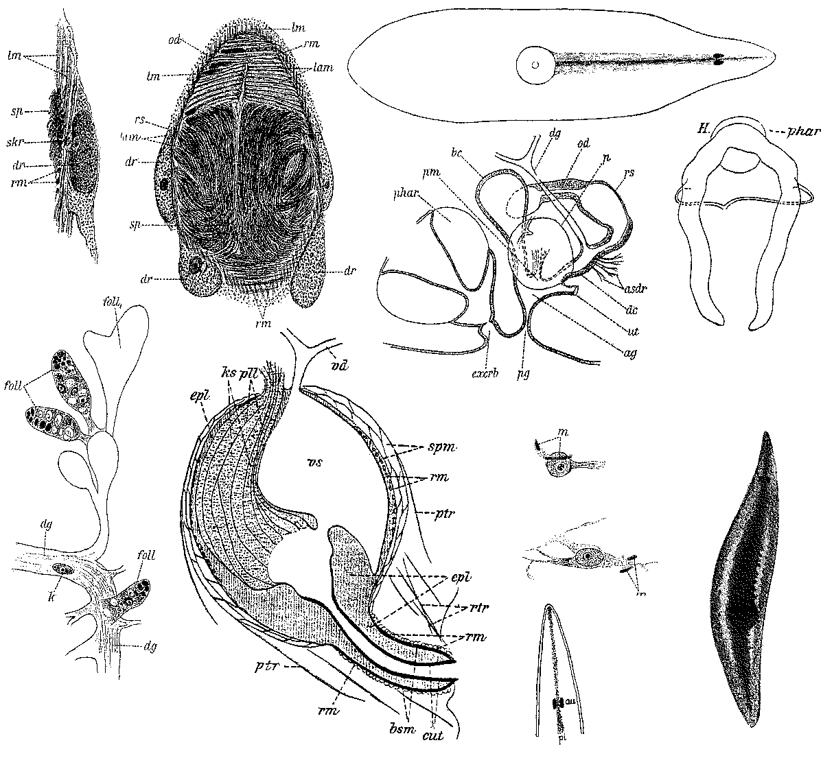 Fig Mesostoma craci