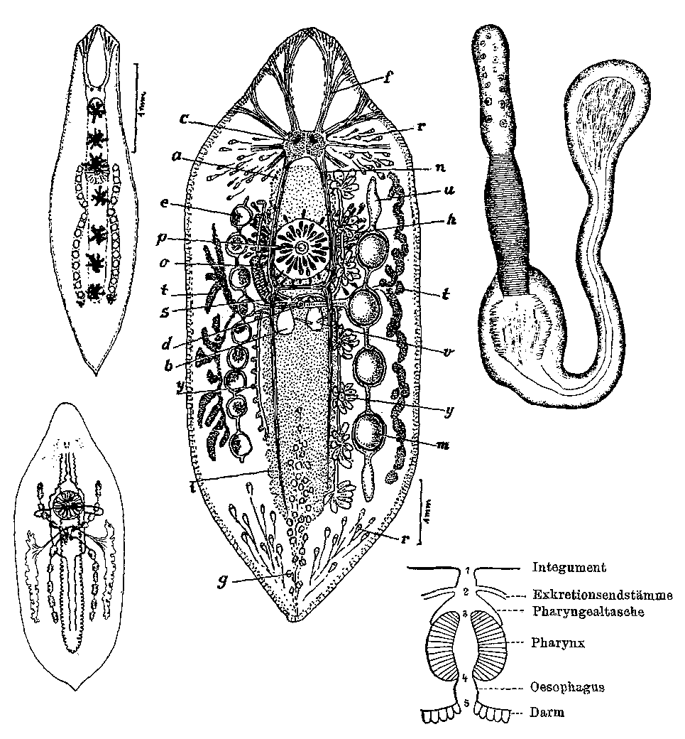 Fig Mesostoma ehrenbergii