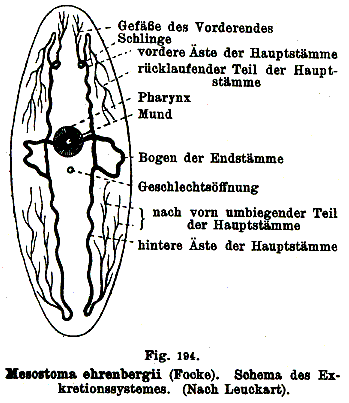 Fig Mesostoma wardii